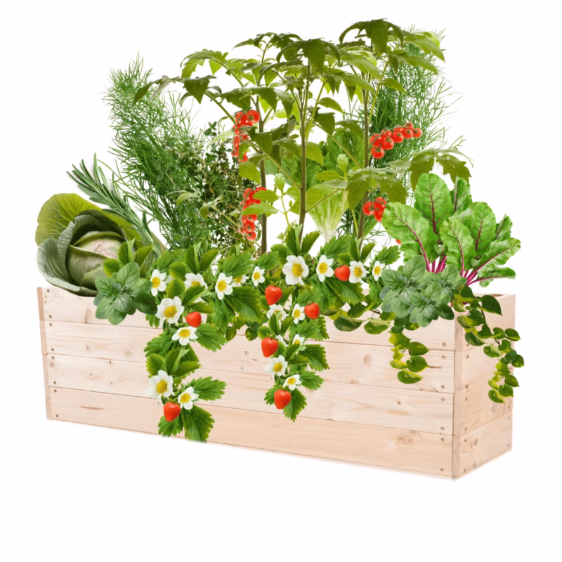 Grządka MODO24 warzywnik naturalne drewno 36x120x30 cm 1 szt.