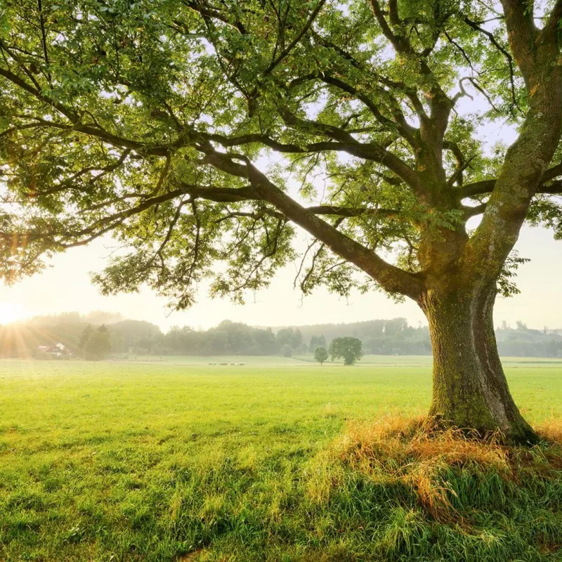 fototapeta Sanders & Sanders Natura zielonym 450 x 280 cm – 1 rol.