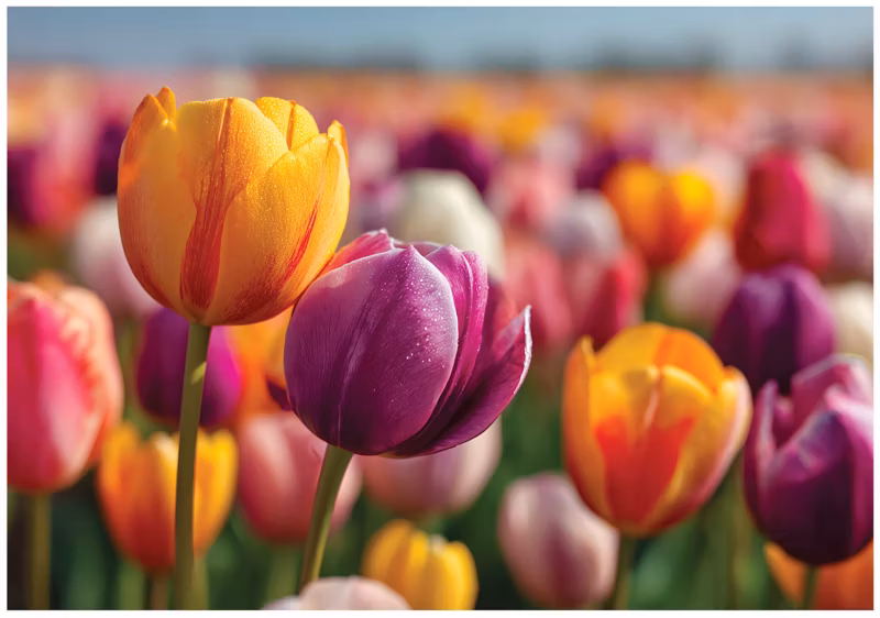 Fototapeta WALLARENA Do Sypialni Salonu Na Flizelinie Kwiaty Natura Tulipany Kolorowy 300×210 cm 16205VX6 1 szt.