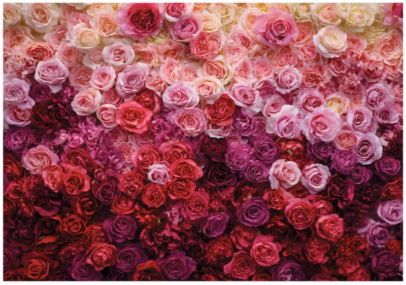 Fototapeta WALLARENA Do Sypialni Salonu Na Flizelinie Kwiaty Róże Romantyczna 350×250 cm Tapeta Ścienna 1 szt.