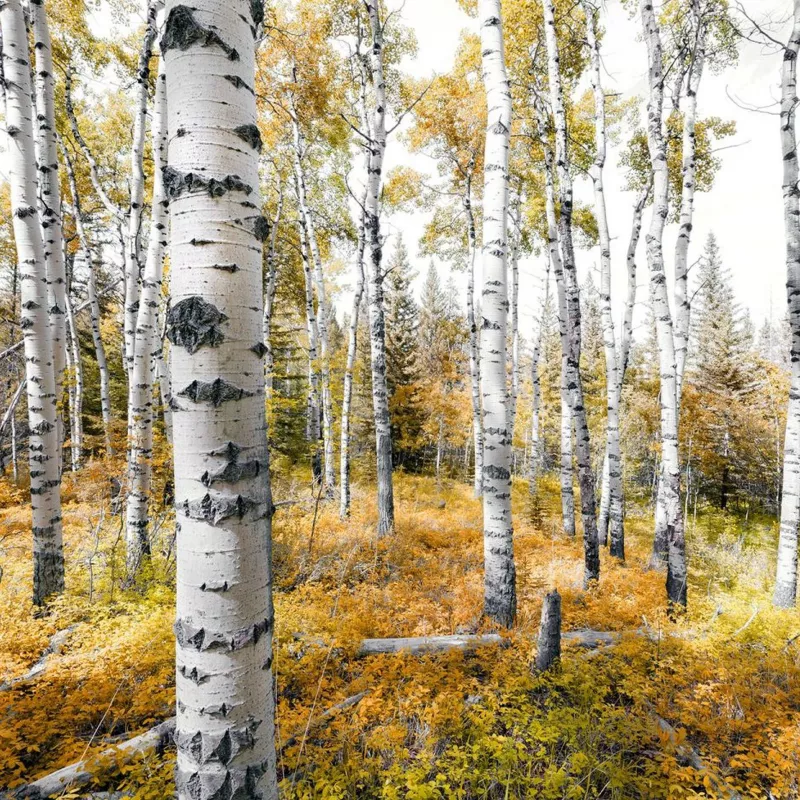 fototapeta Sanders & Sanders las ochry żółtej 450 x 280 cm – 1 rol.