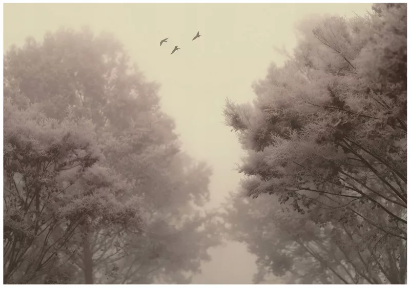 Fototapeta WALLARENA Do Sypialni Salonu Na Flizelinie Las Natura Drzewa Beżowy 250×175 cm 16089VX5 1 szt.