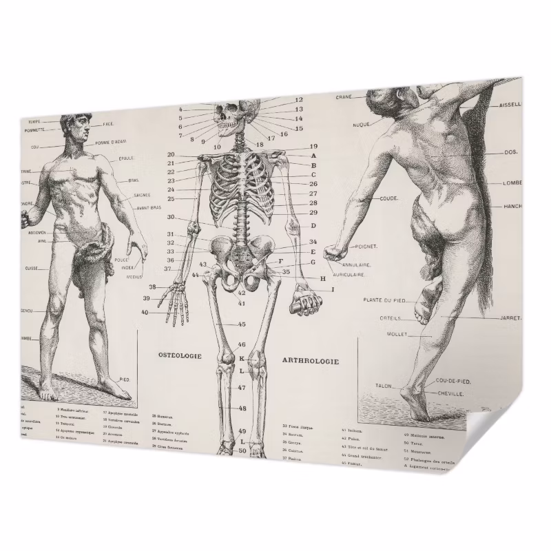 Fototapeta samoprzylepna Tulup 152×104 cm Klasyczna anatomia Tapeta Do Biura, Przedpokoju, Salonu 1 szt.
