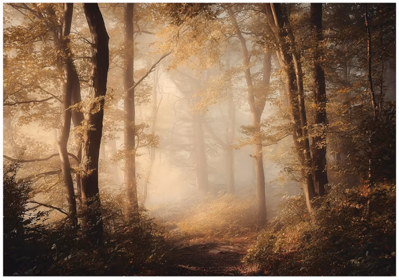 Fototapeta WALLARENA Do Sypialni Salonu Na Flizelinie Las Natura Drzewa Brązowy 250×175 cm 16048VX5 1 szt.