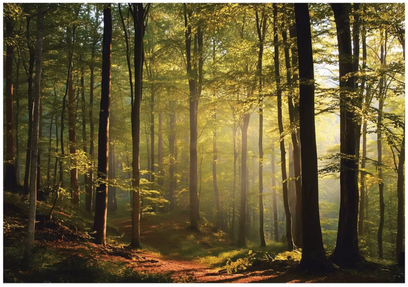 Fototapeta WALLARENA Do Sypialni Salonu Na Flizelinie Las Drzewa Natura 400×280 cm 1 szt.