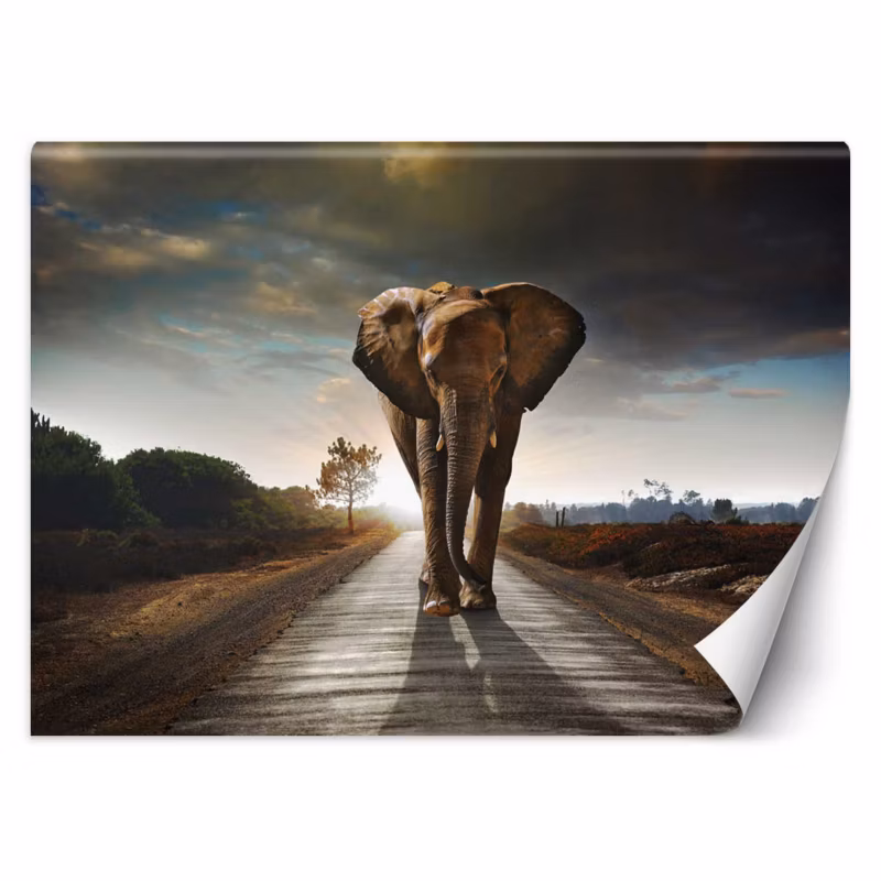 Fototapeta Feeby Wędrujący słoń 150×105 1 szt